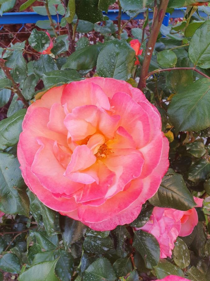 Bed And Breakfast Les Roses Multicolores Du 47 Fumel Eksteriør bilde