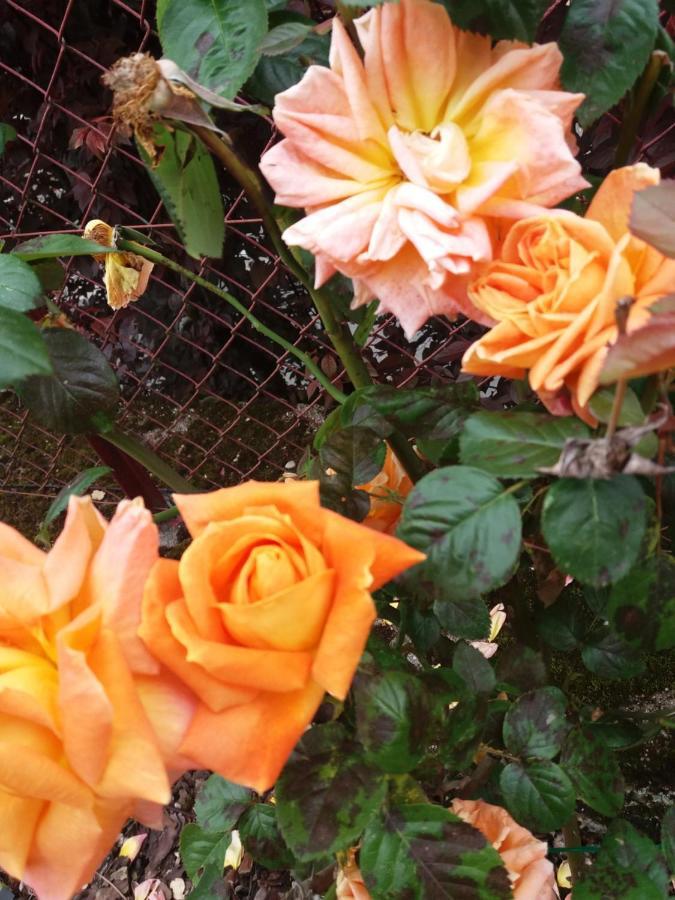 Bed And Breakfast Les Roses Multicolores Du 47 Fumel Eksteriør bilde